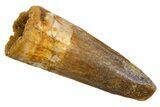 Fossil Spinosaurus Tooth - Real Dinosaur Tooth #324846-1